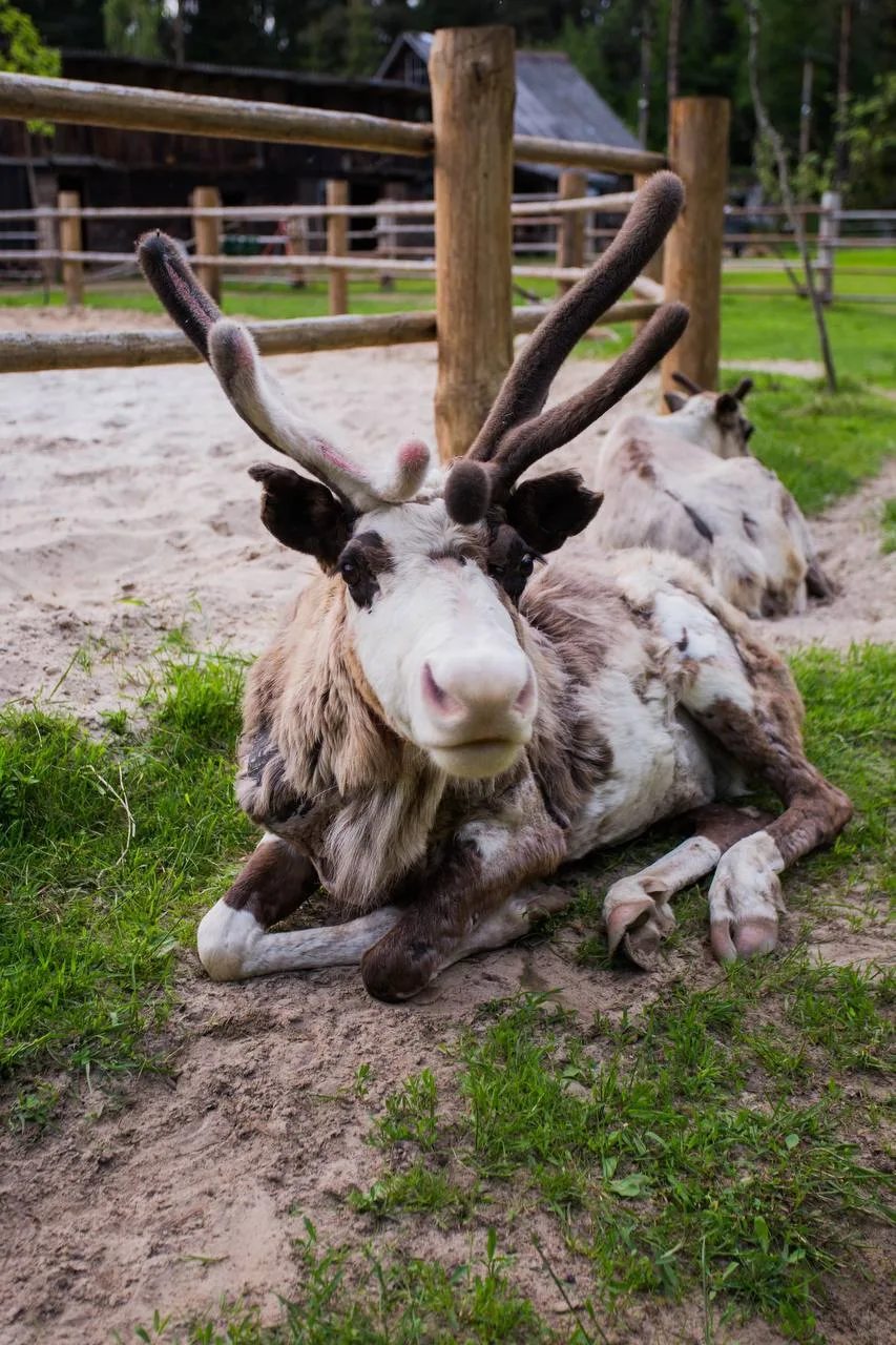 🦌 Знакомимся с северными оденями в заповеднике «Лесная избушка»  Во время экскурсии юные гости узнаю