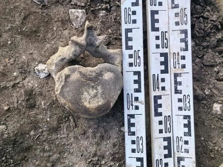 🦴 Позвонок гигантского существа нашли в центре Казани