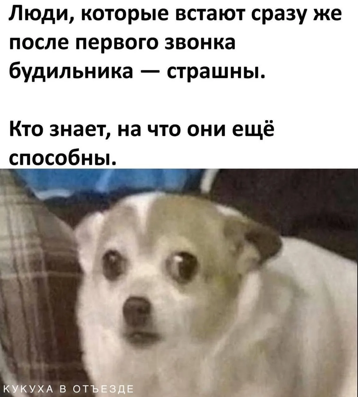Кукуха в отъезде 🐦