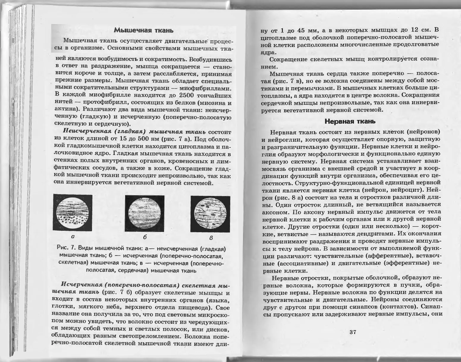 Мышечная и нервная ткань