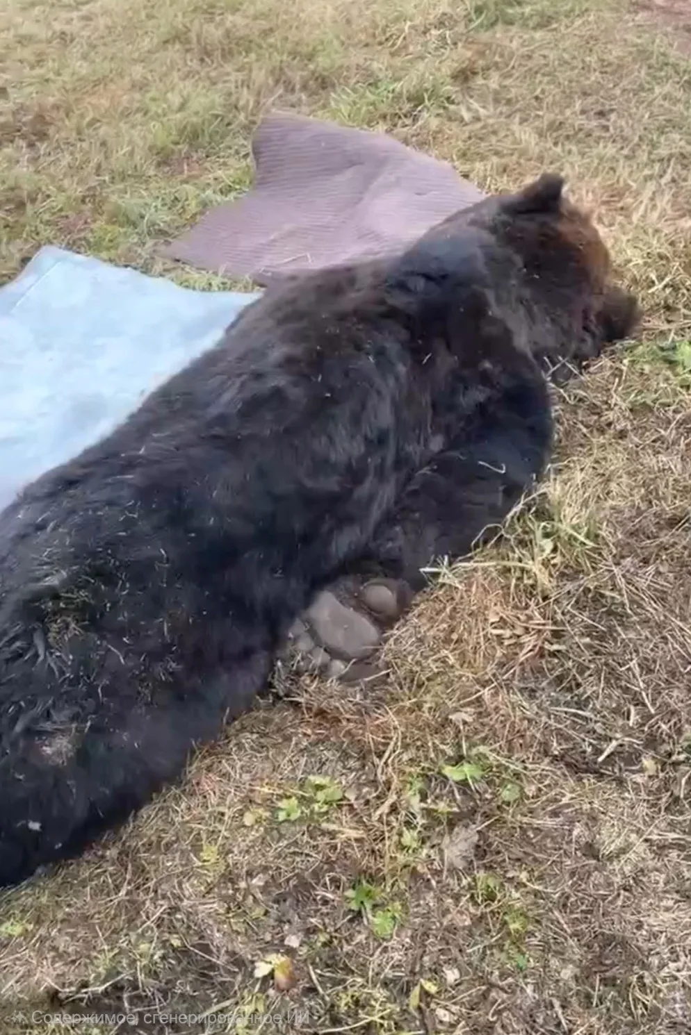 🐻 «Маша и медведь» по-залогски: хищник ночью пытался пробраться в школьную столовую