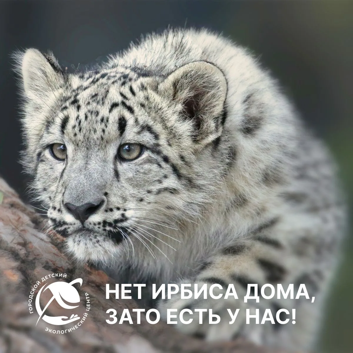 🏔️ Алтай — край горных долин и тысячи озёр. А хозяин этих мест — неуловимый ирбис, снежный барс! 

