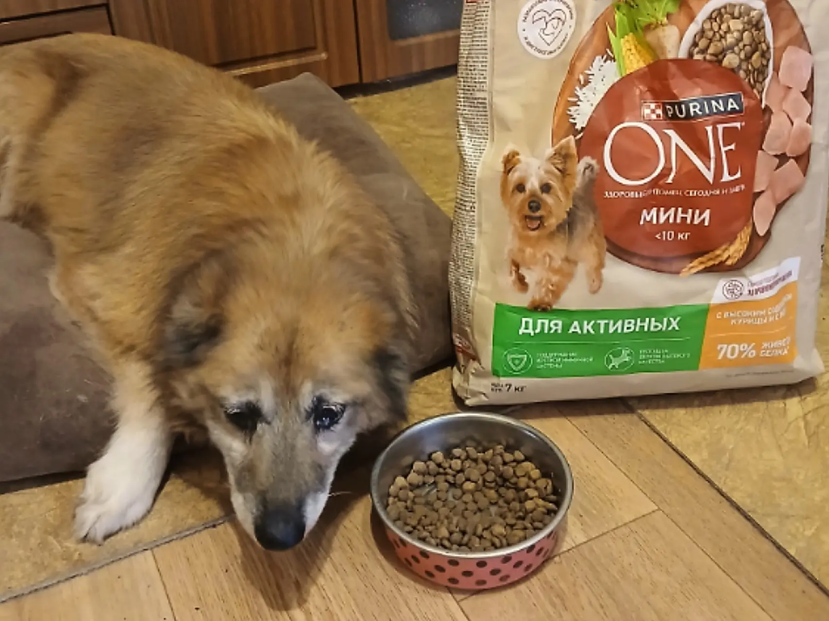 Бабушка Найда очень ждёт гостинец. Поможем? 🐾💛

Знаете, есть такая тихая, незаметная старость. Ког