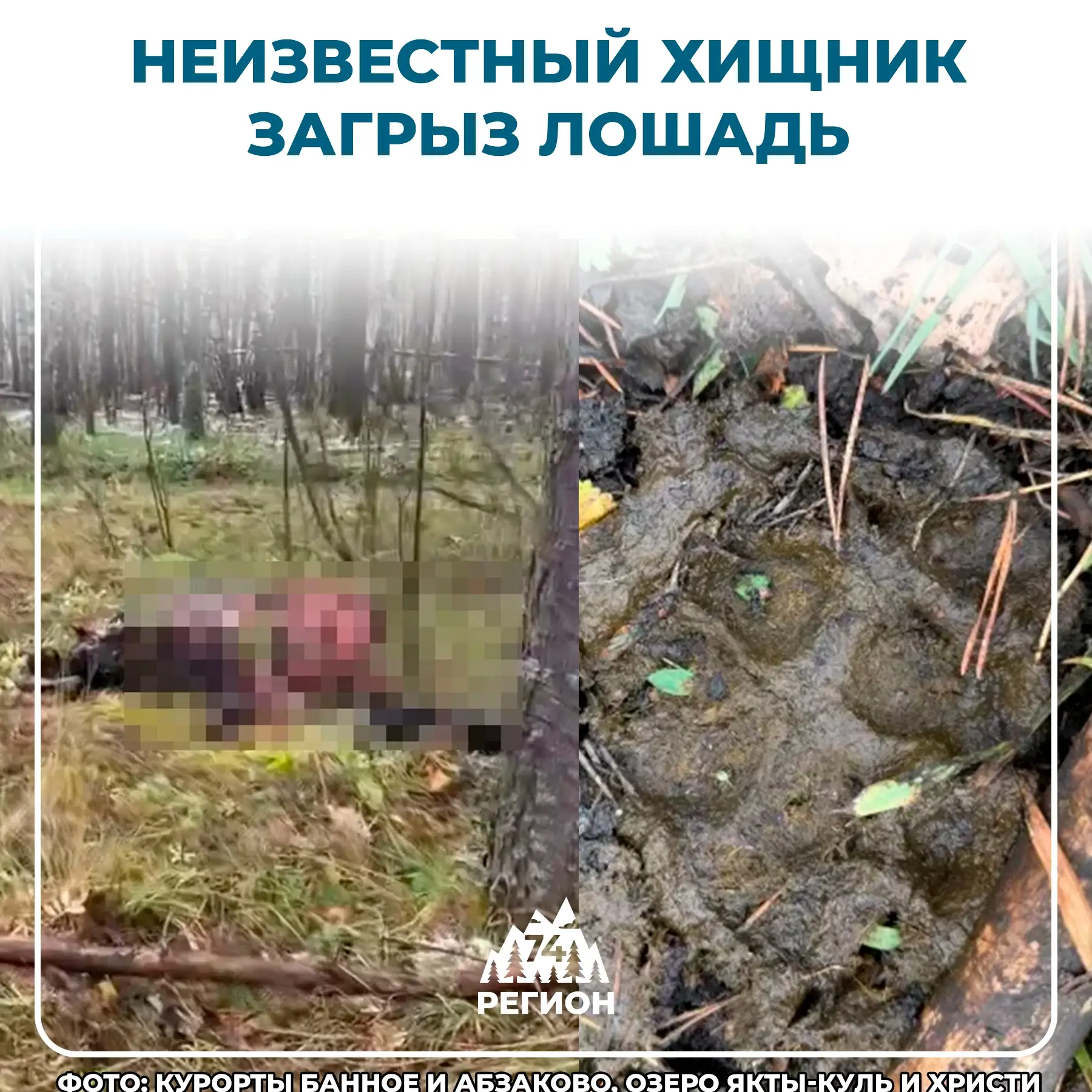 🐾 Жителей села держит в страхе ночной хищник