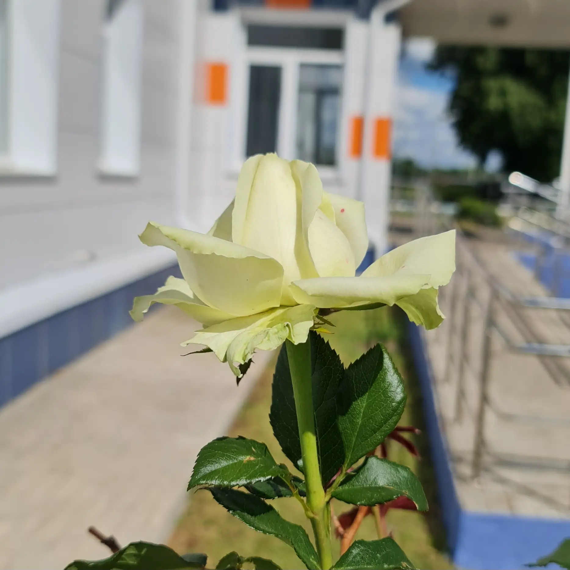 🌹✨ Школьные розы расцвели — и наша клумба «Традиция» зовёт новых хранителей красоты!

Дорогие родит