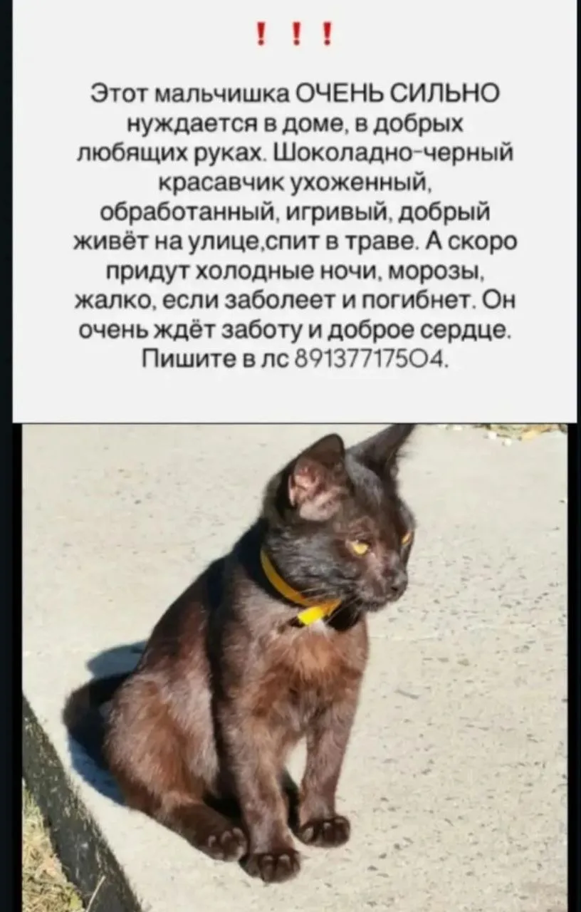 Друзья. Помогите пожалуйста 🙏 ещё один черно шоколадный бездомыш !