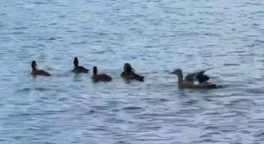 🦆 В парке «Малинки» появился новый житель — утка Марфа