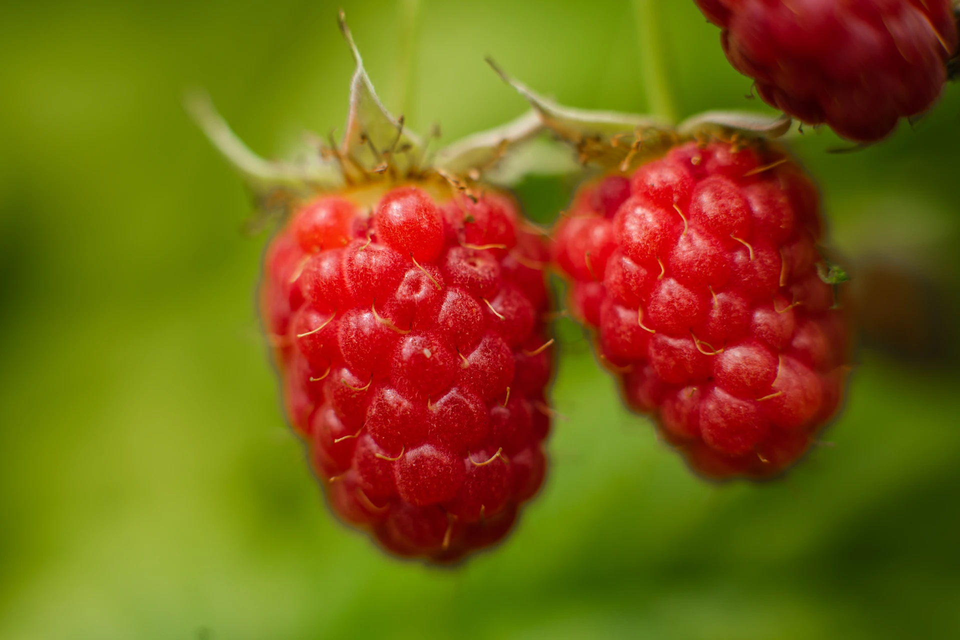 🍓 Осенняя подкормка для малины до холодов
