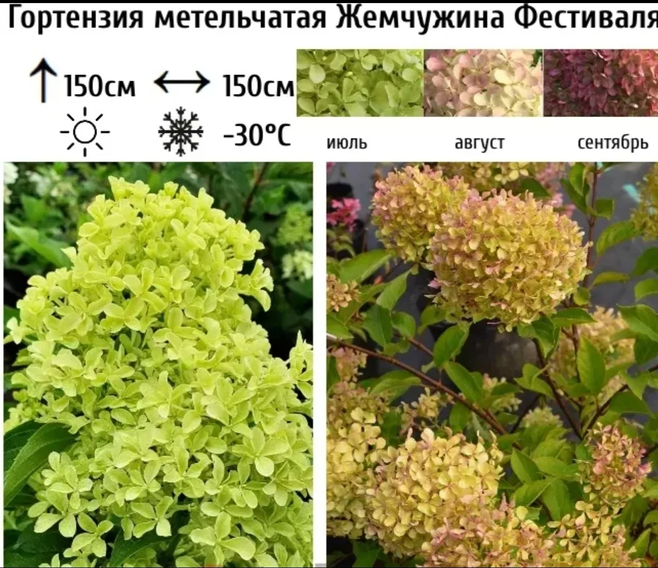 Гортензия Жемчужина Фестиваля🔥🔥🔥 – невероятно красивый кустарник, высотой 1,5 м, шириной 1,2 м. О