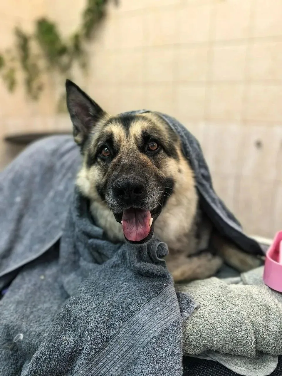🐩🦮🐕‍🦺Груминг в домашних условиях
          На производстве БиоСНК живет и работает 🐶охранник. М