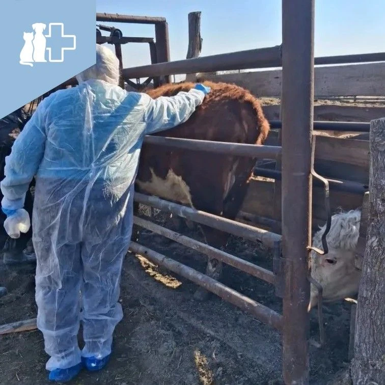 Карантинные мероприятия!

✅В рамках реализации карантинных мероприятий в селе Кирово Ленинского райо