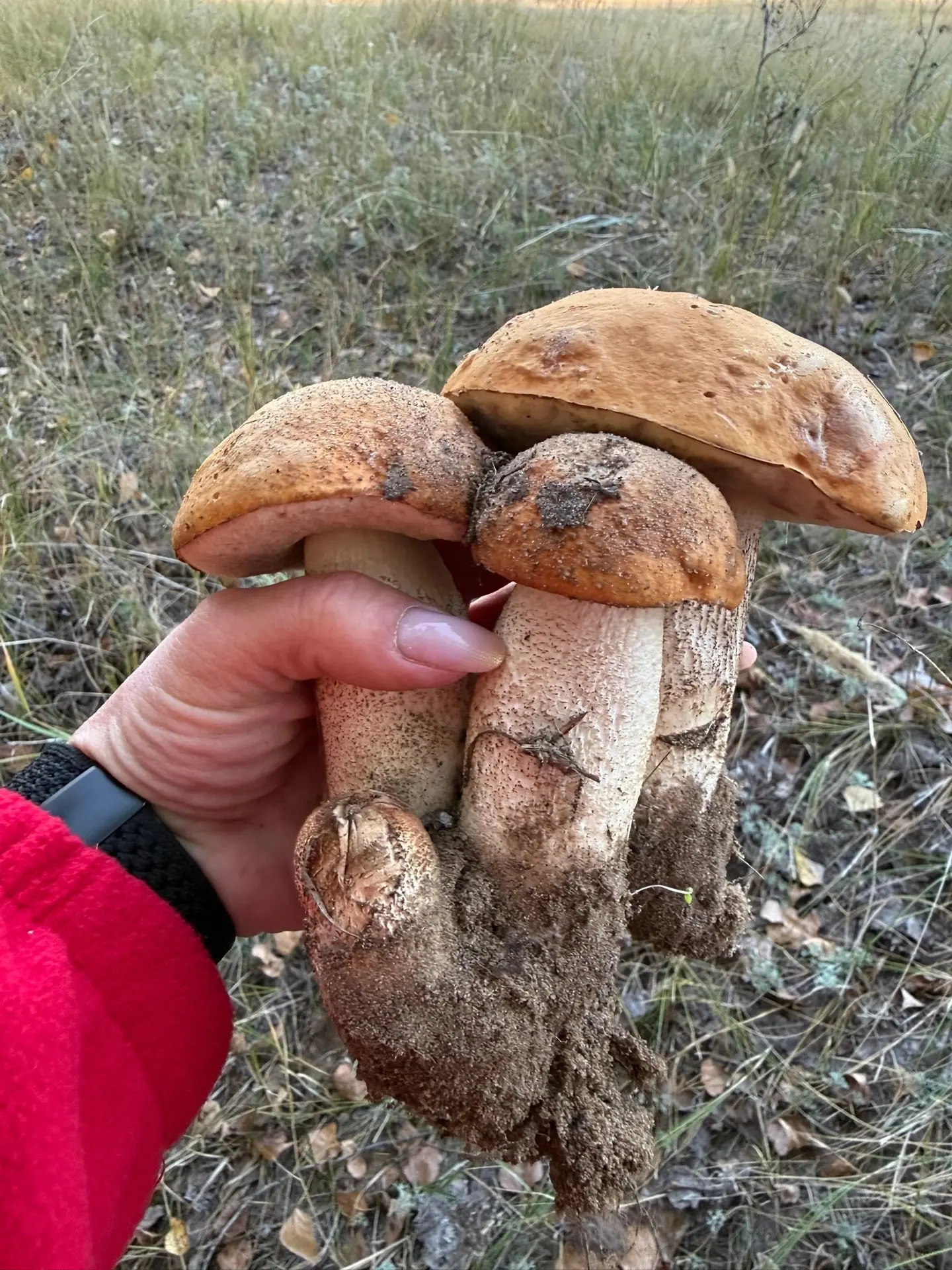 Когда посты в ленте лишают сна и покоя! 🫣🍄