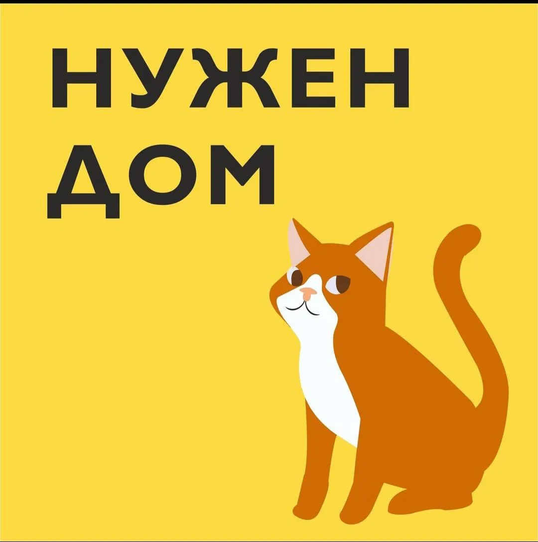 Мурзику очень очень нужен дом и заботливая семья🥺