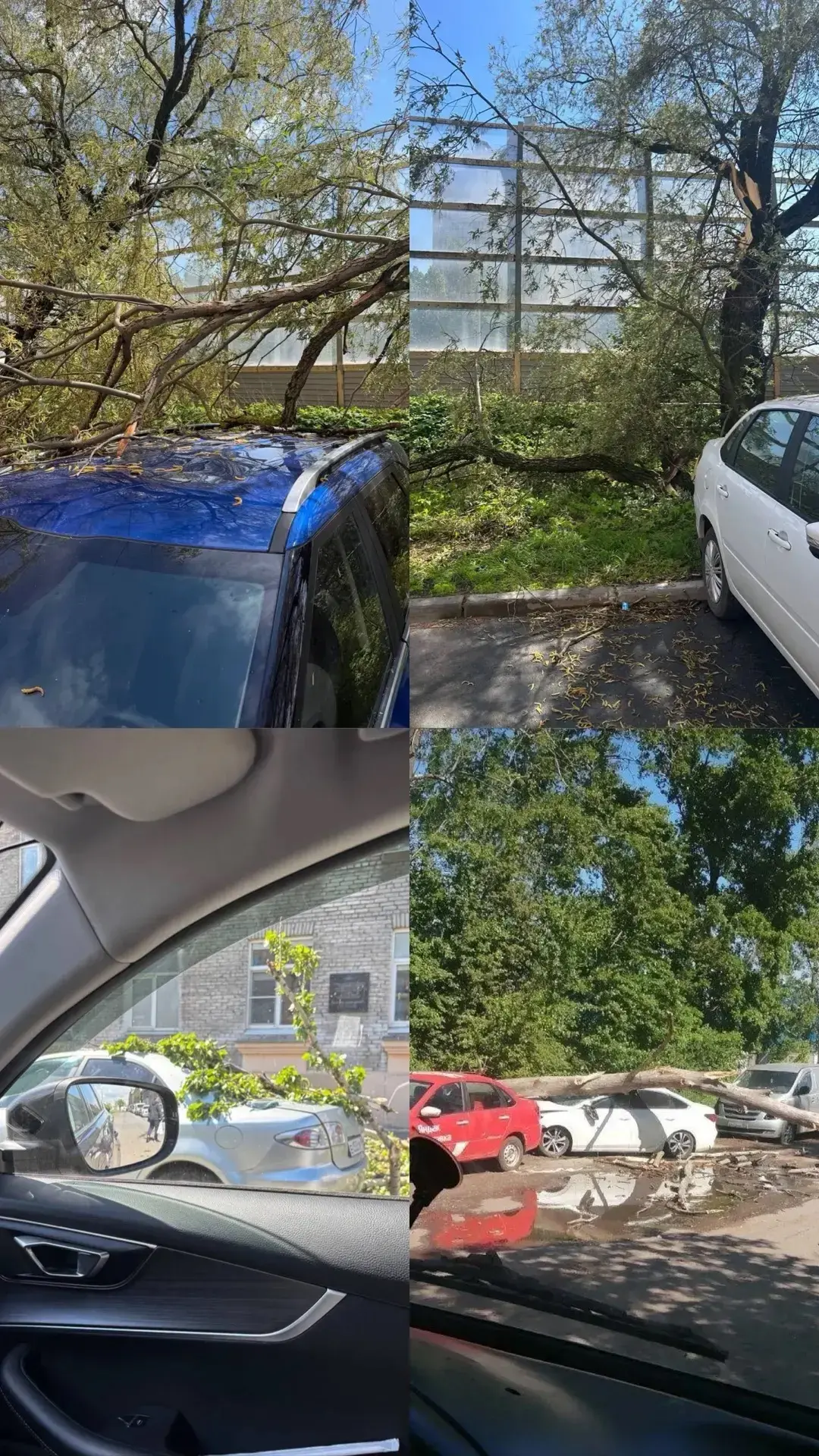 🌳 Сегодня лучше не парковать машины рядом с деревьями: В Петербурге из-за сильного ветра рухнуло мно