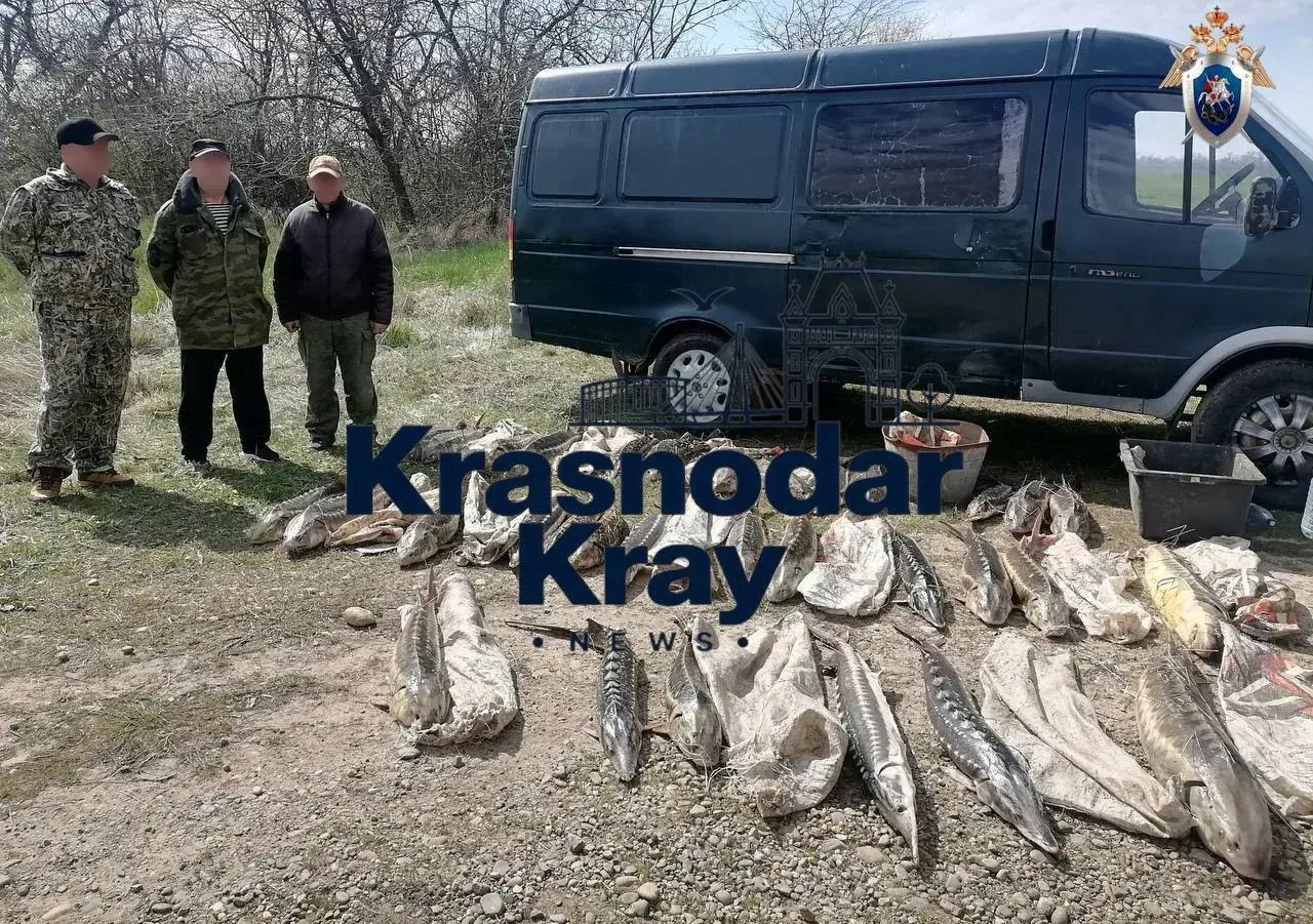 🐟 Шесть жителей Приморско-Ахтарского района получили сроки за незаконный вылов осетровых
