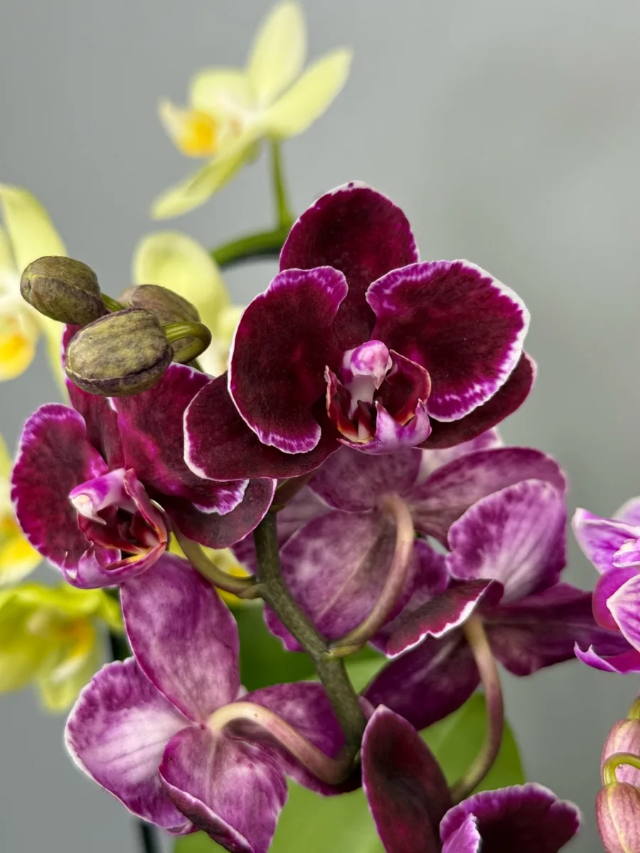 Яркие, нежные, необычные — фаленопсисы мультифлора уже ждут вас в DENDROTERRA! 🌸