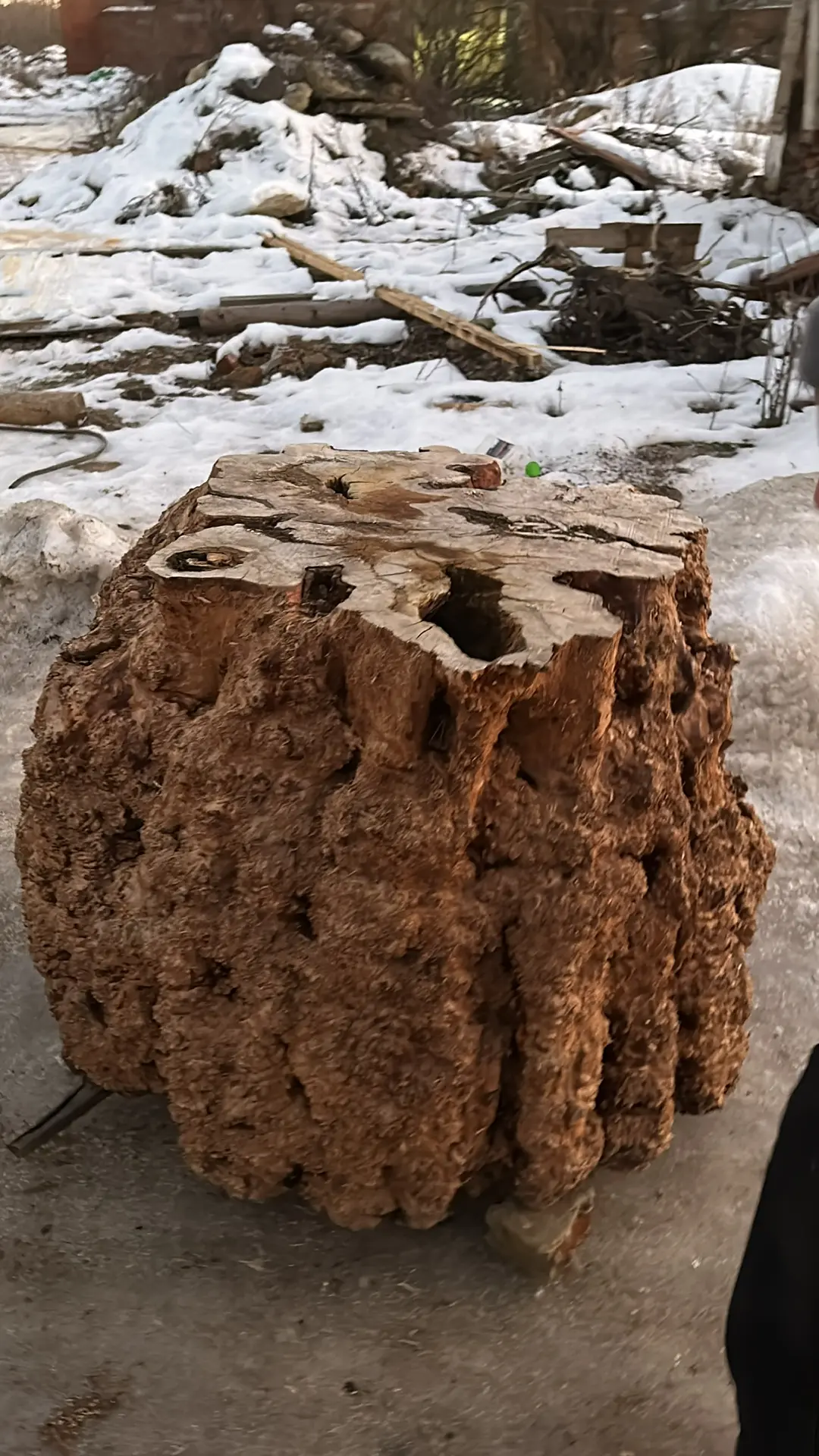 Эксклюзивные пни каповой ольхи 🔥🔥