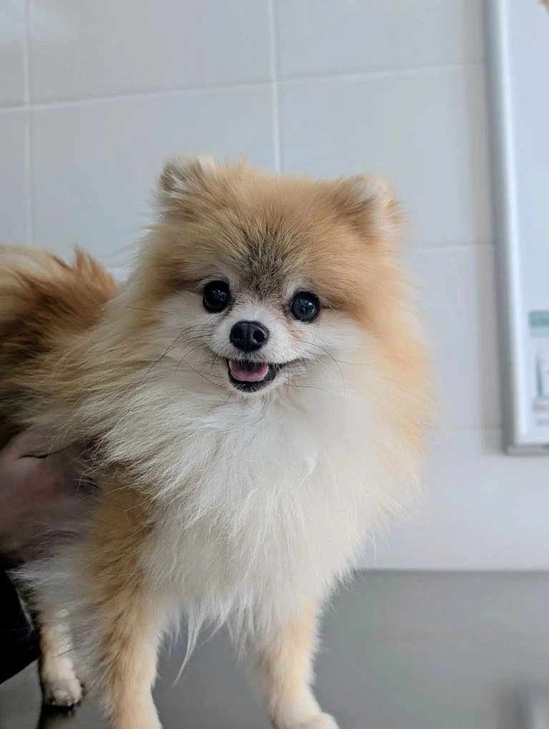 Любить собаку — не значит делать её человеком 🙅‍♂️🐕