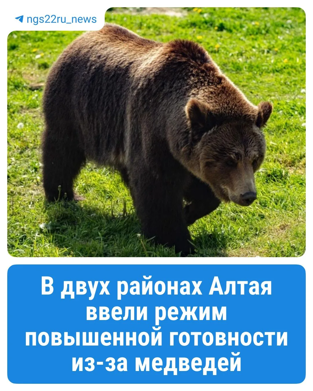 ❗️В Онгудайском и Турочакском районах ввели режим повышенной готовности из-за медведей
