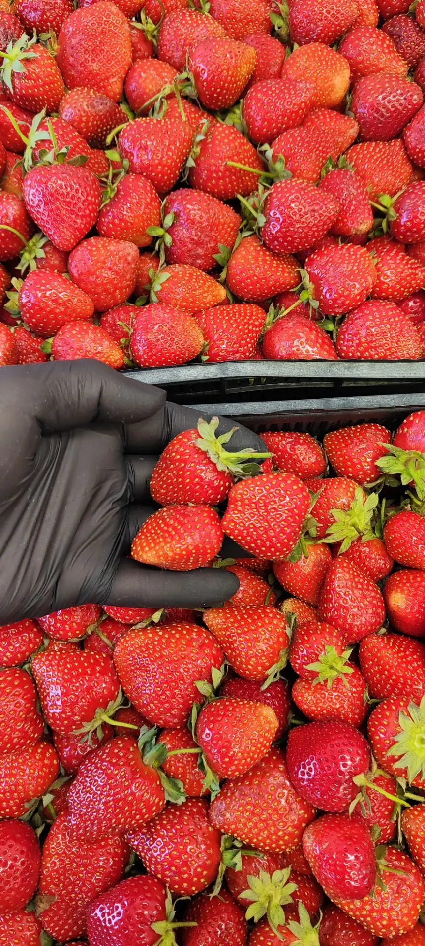 🍓Клубника, ежевика, малина, смородина, голубика: отборные ягоды и весь остальной ассор...