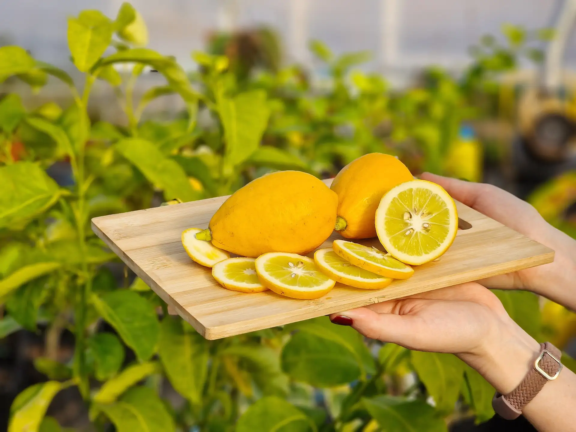 🍋 Цитрон Мак Нао Сан - один из самых необычных цитрусов, что у меня есть. Посмотрите, какой солидный