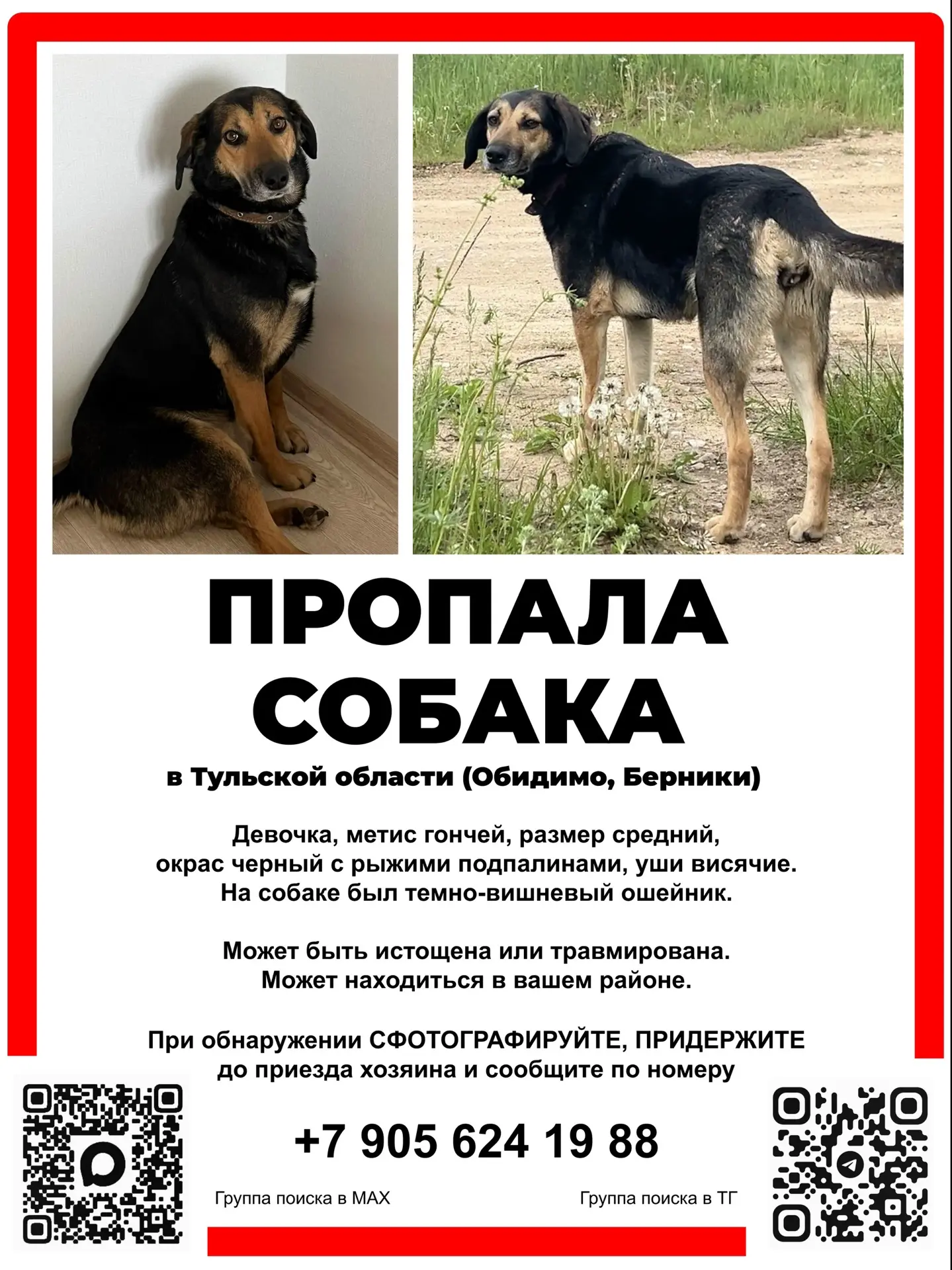 Рубрика «поиск» 🔎 

Пропала собака 13 июля в Тульской области. Собака гончая, могла убежать далеко 