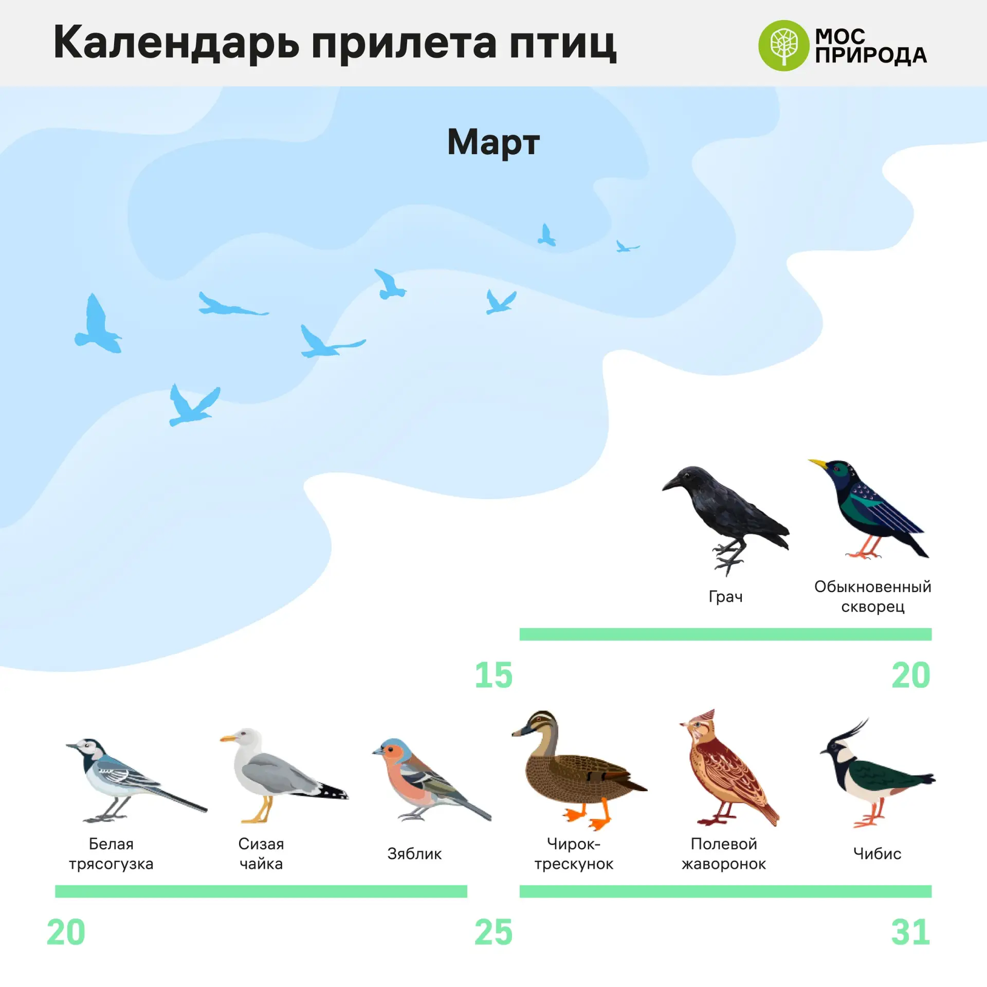 Весна уже скоро, а значит юным натуралистам пора готовиться к наблюдению за птицами, возвращающимися