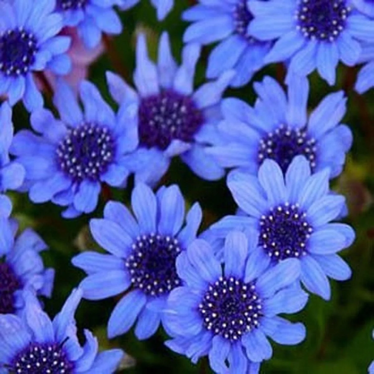 🌼💙Фелиция также известная как «голубая ромашка» относится к семейству Сложноцветных.