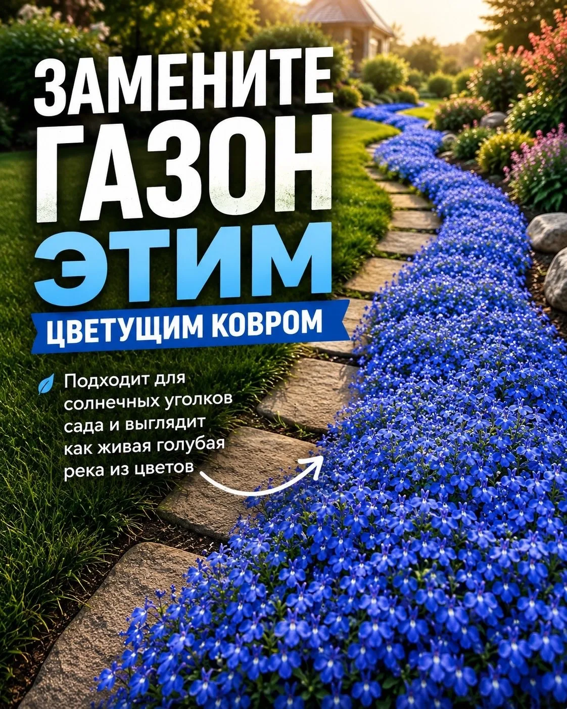 Цветущий ковер лобелии 🌱💙

ПР | Про Растения