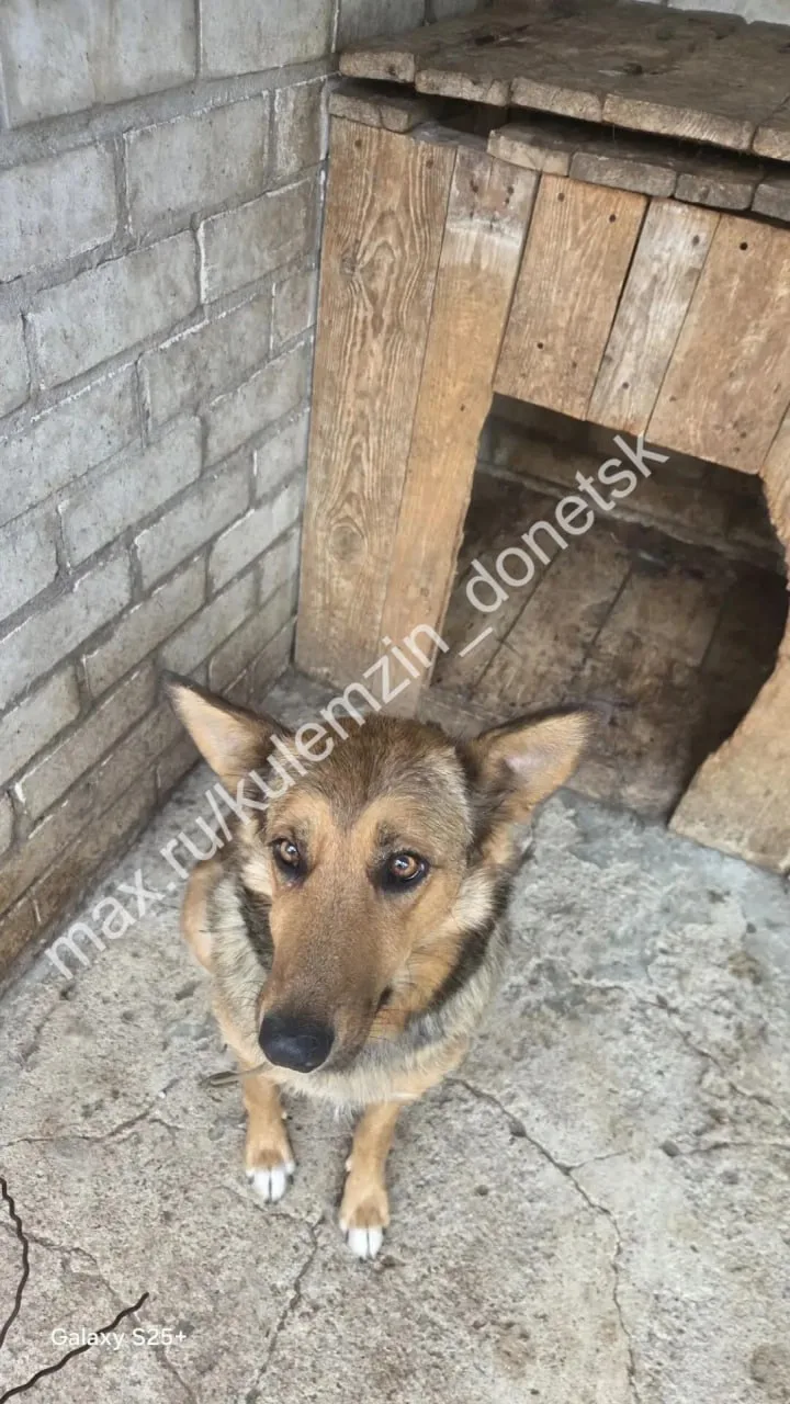 📌 Специалисты муниципального предприятия «Животные в городе» продолжают свою ежедневну...