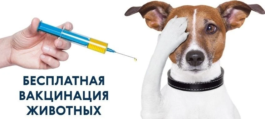 Здоровье питомца – это, в первую очередь, его безопасность и ваша уверенность в завтраш...