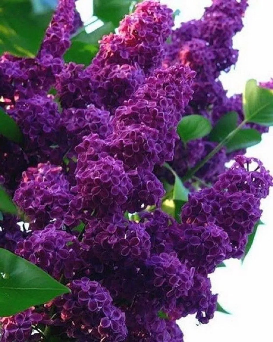 Гиацинтовая сирень «Покахонтас» 💜

💟 Это гибридный садовый кустарник, вырастающий до 3-3,5 метров 