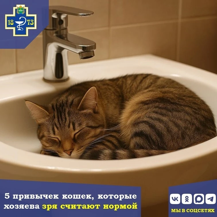 🐾 5 привычек кошек, которые хозяева зря считают нормой.