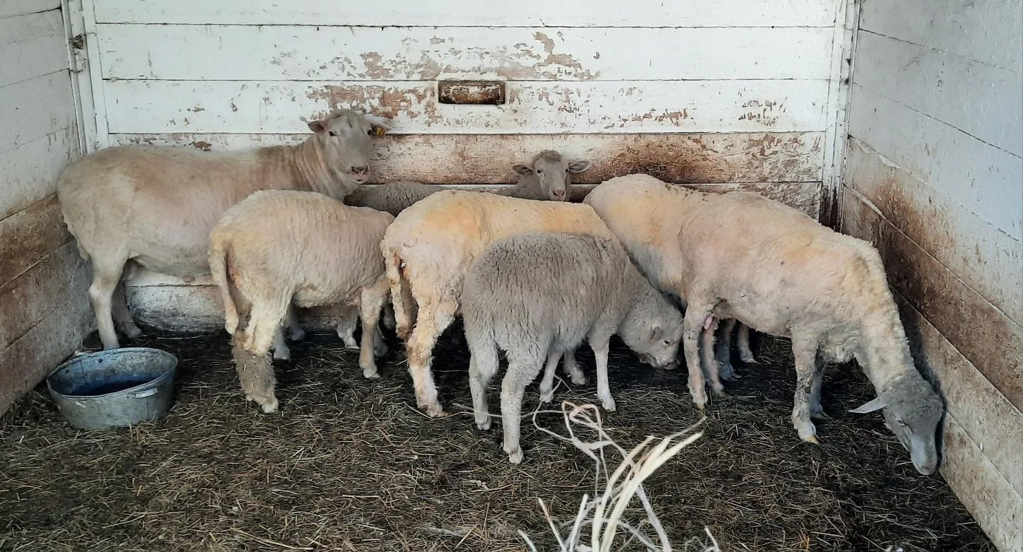 🐏Шерсть - не вата. Копыто не гвоздь   Студенты групп В403 и В404 под руководством доцентов Рифката Н