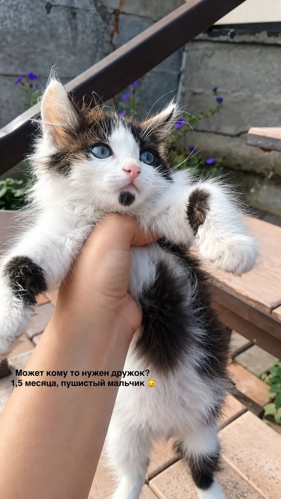 Подкинули к дому котёнка, мальчик, примерно 1,5 месяца. 🐱 Очень милый и пушистый. К се...