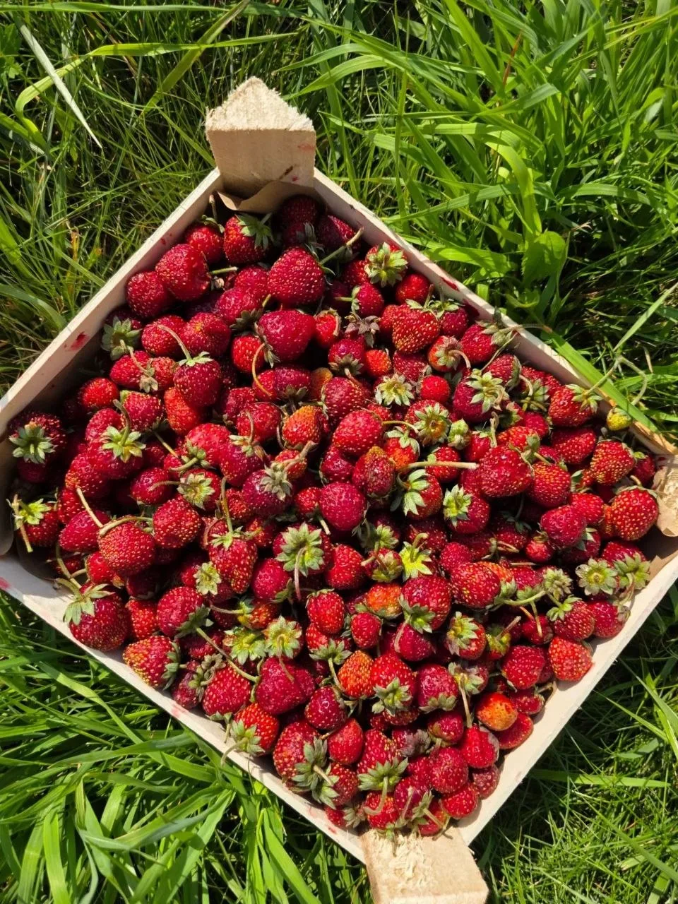 💥❗️🍓🍓🍓 ЯГОДНЫЙ БУМ🍓🍓🍓❗️💥НИЖНЕВАРТОВСК И МЕГИОН! НОВОЕ ПОСТУПЛЕНИЕ ЯГОД!🍓🍒🫐🍑