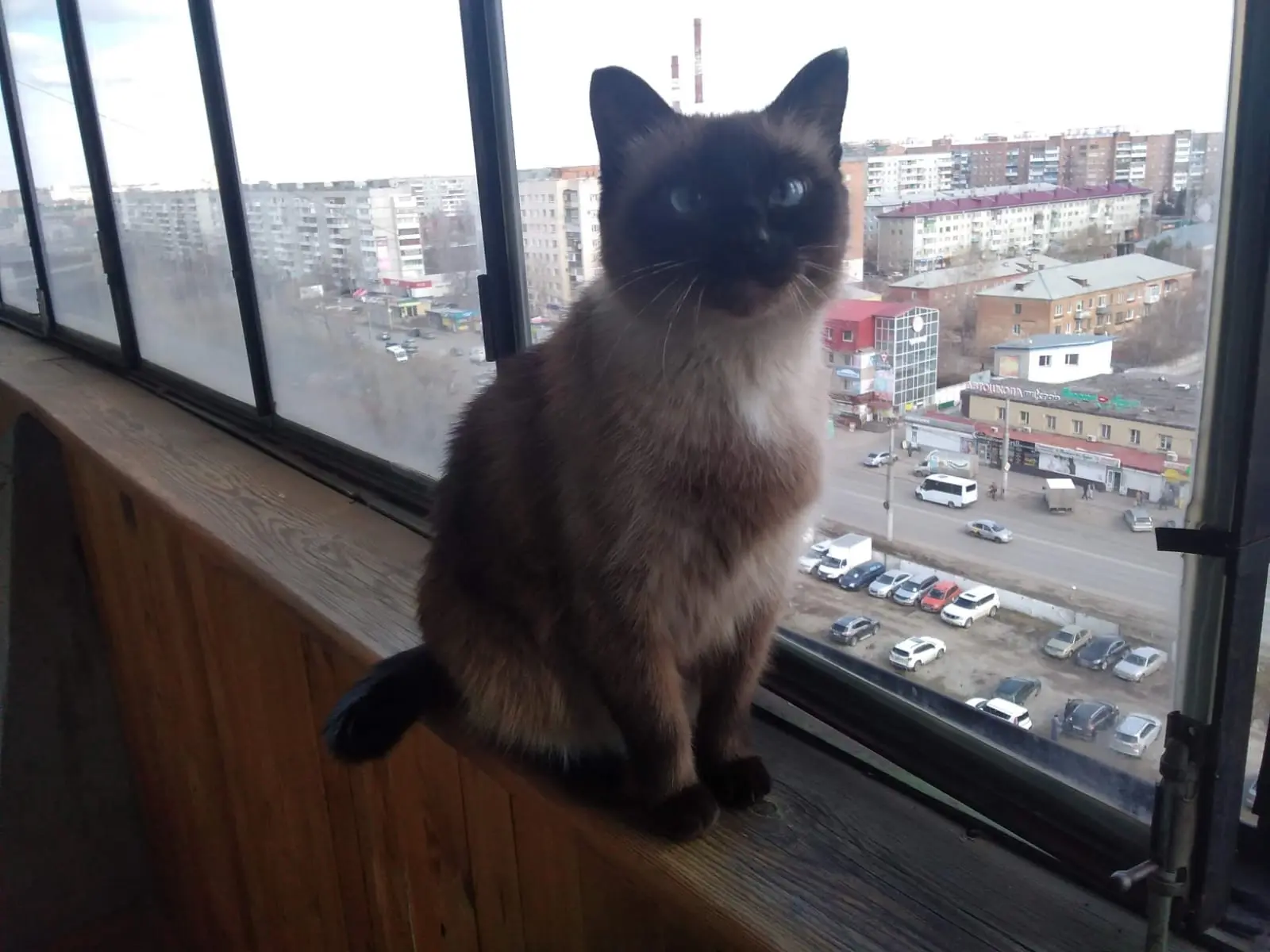 Потерялась кошка в районе Чкалова 14,примета на правом ухе белое пятнышко, похоже на сиамскую, прозь