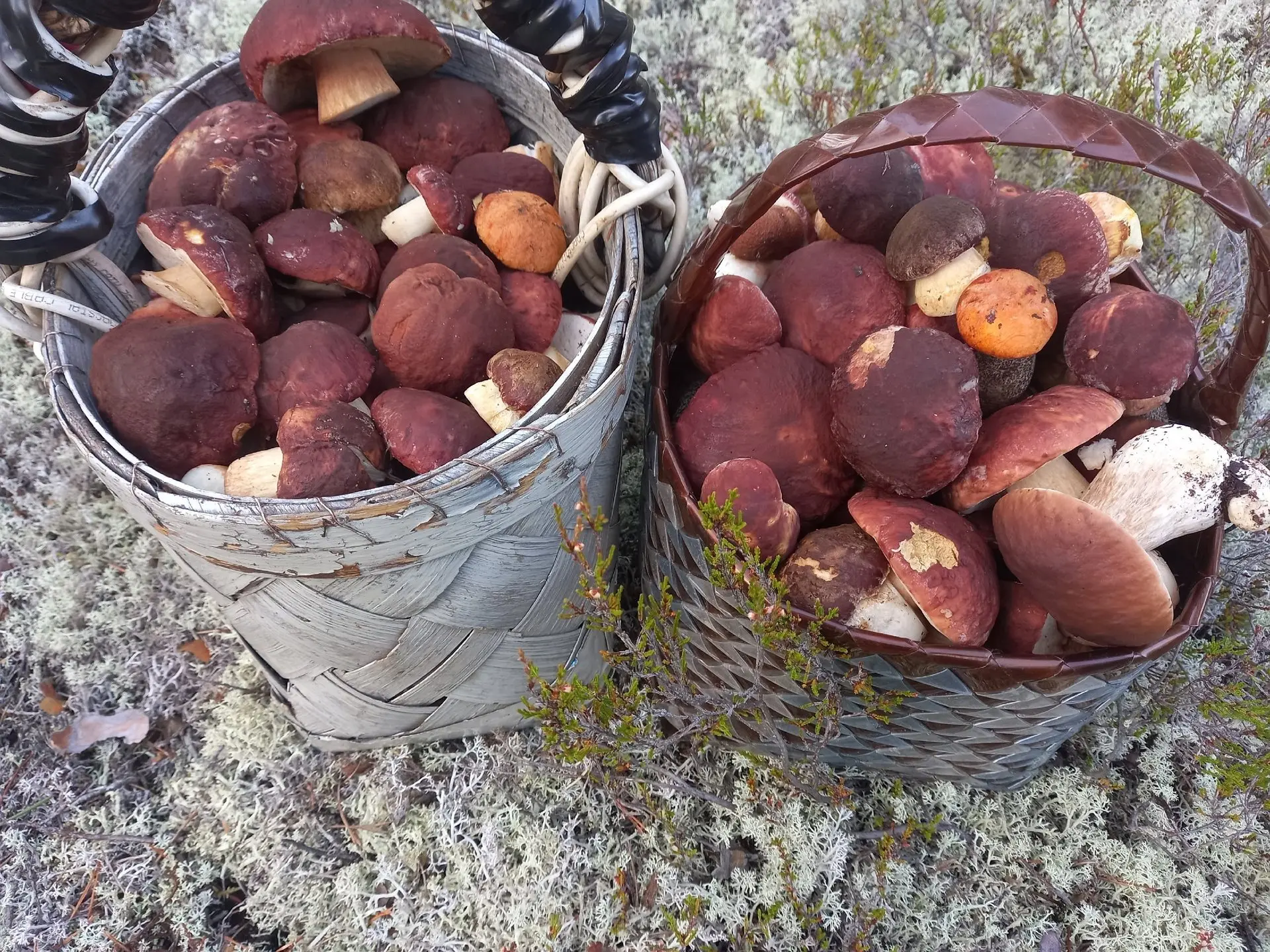 Ну прям грибной дождь какой-то! 🍄☔