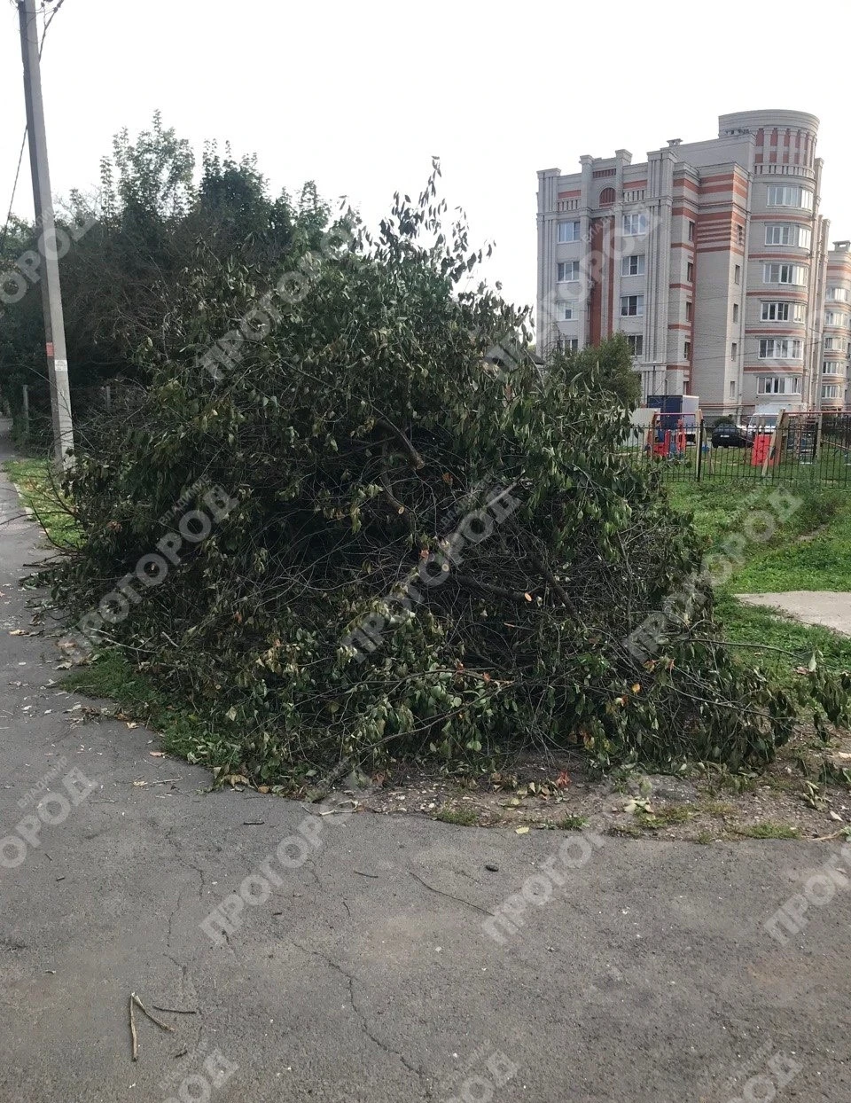 От читателя: Житель частного сектора на ул. Суздальской спилил около своего дома плодов...