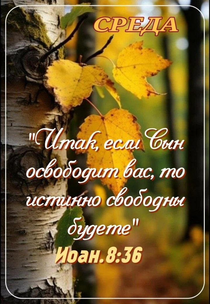 #среда
