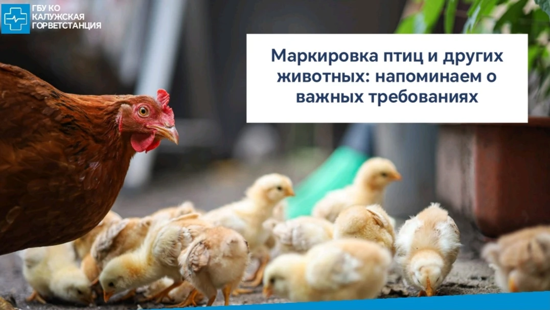 📌Напоминаем владельцам ЛПХ: с 1 сентября 2026 года обязательна маркировка кур, уток, г...