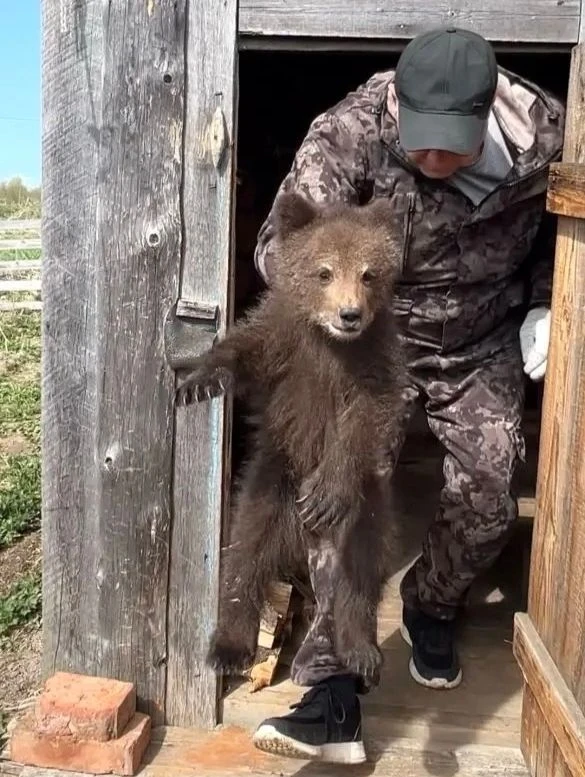 🐻 В Усть-Куломском районе спасли медвежонка-сироту  Медвежонка заметили местные жители: он бродил по