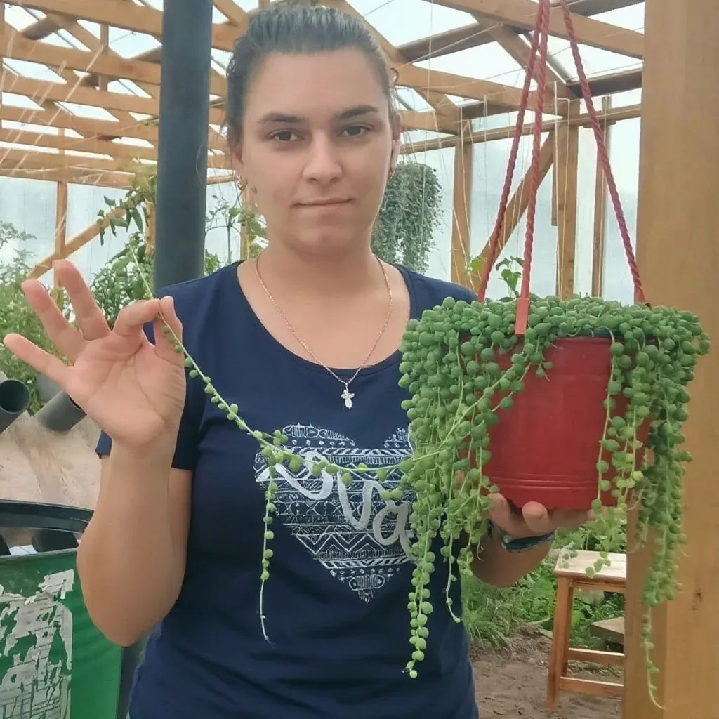 Крестовник Роули или «нить жемчуга», — это ампельный суккулент: у него тонкие побеги со...