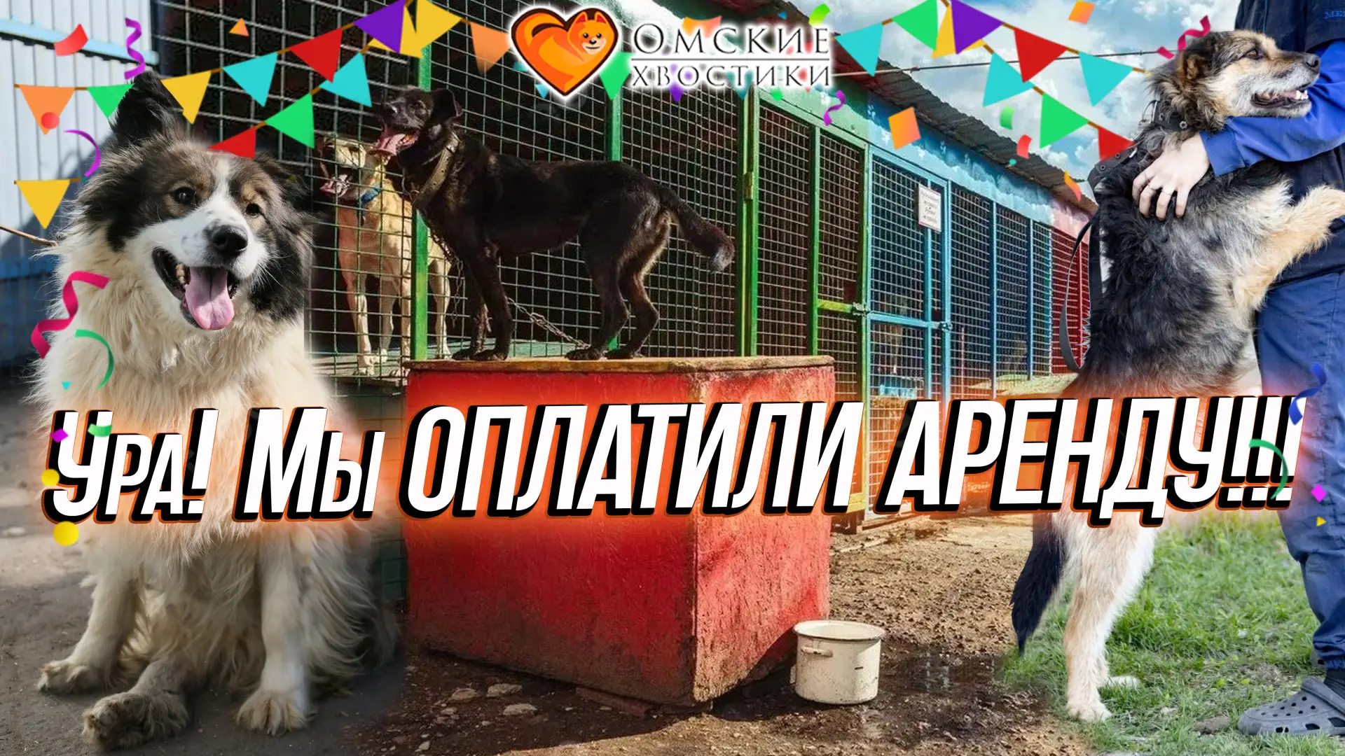 УРА! ХВОСТИКИ БУДУТ ДОМА! АРЕНДА ОПЛАЧЕНА! 🎉