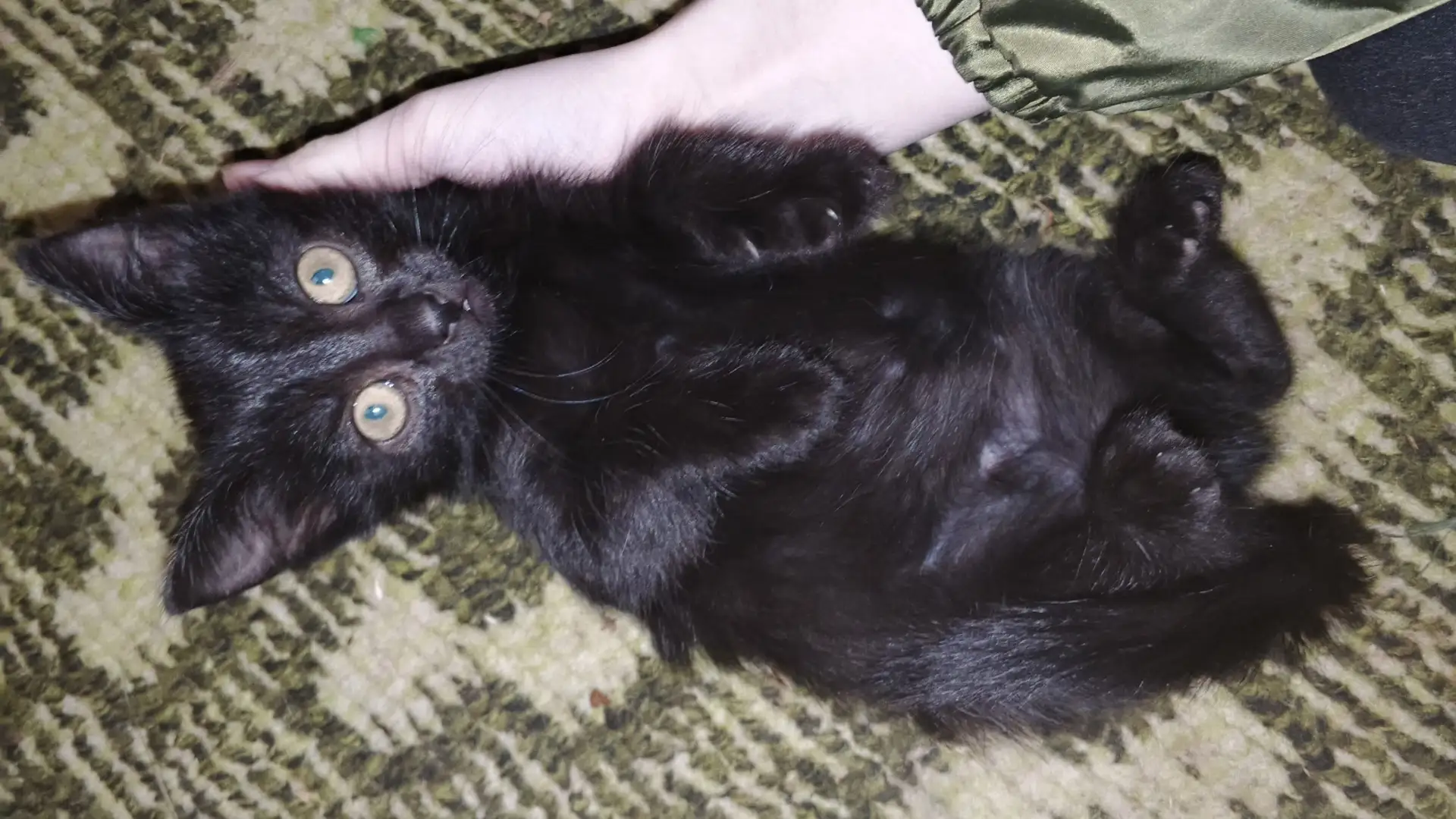 Отдам котят 2.5 месяца кошечки кушают всё.