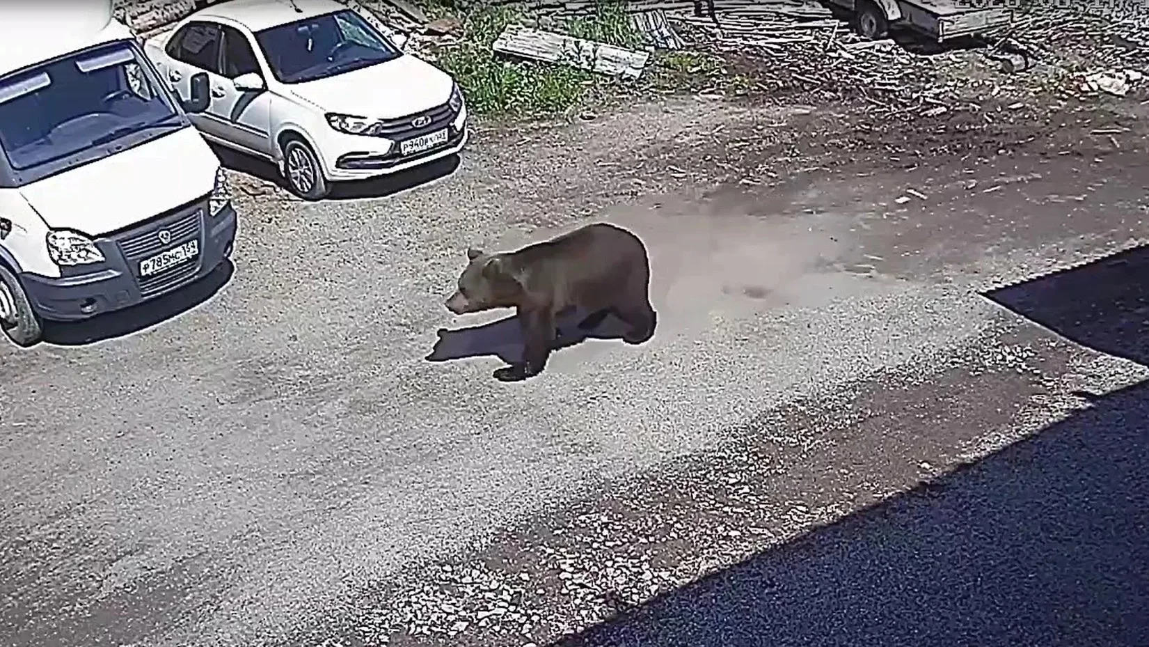Гремяченского медведя решили застрелить😭😭😭😭