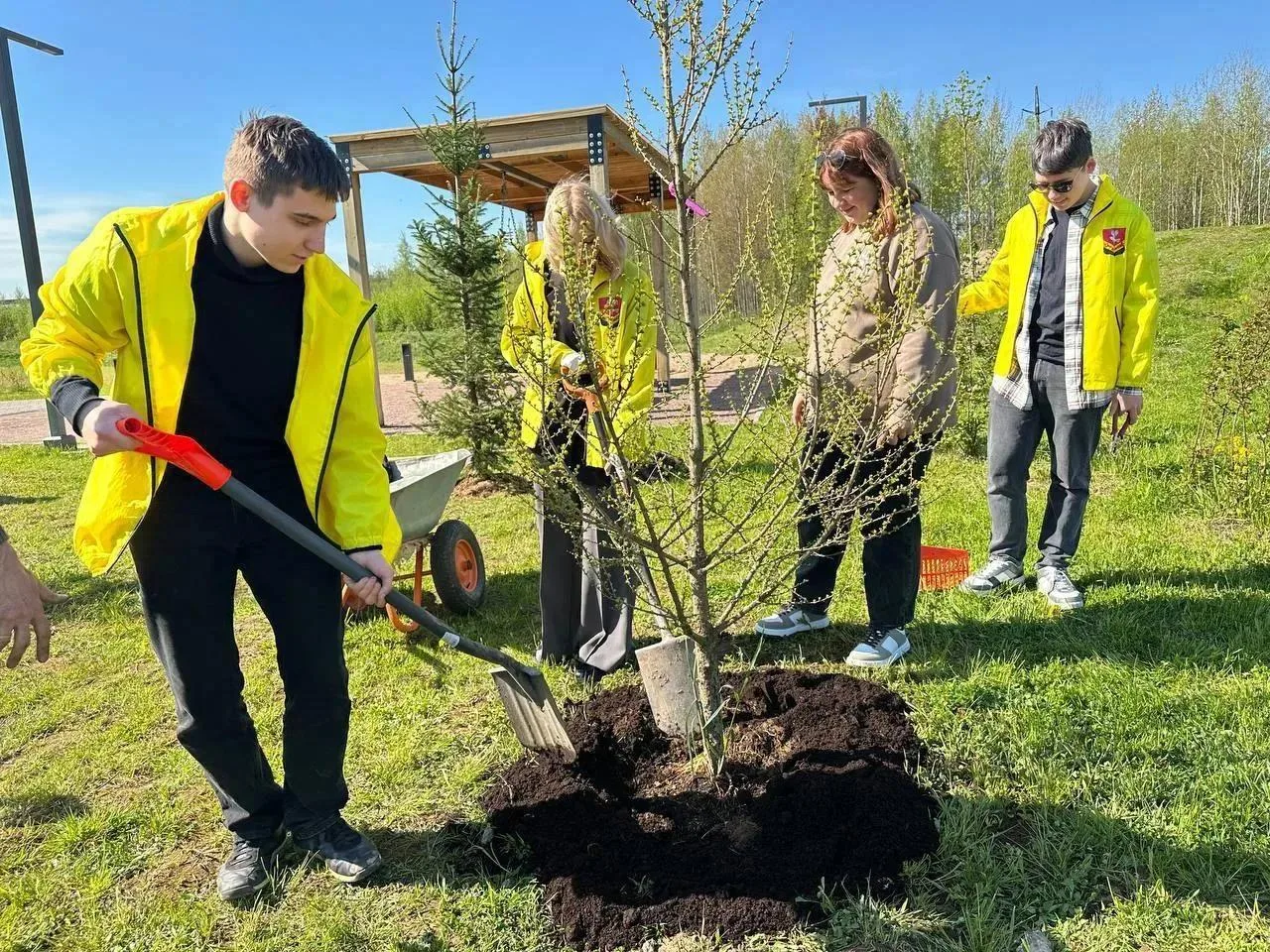 Зеленый фонд Заневского городского поселения станет больше на 250 кустарников и 76 дере...