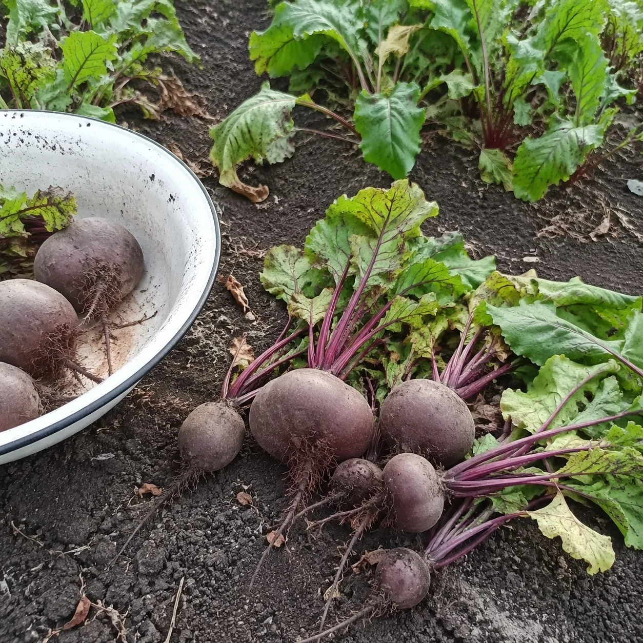 **Свёкла XXL: когда больше не лучше 🥕🌿**