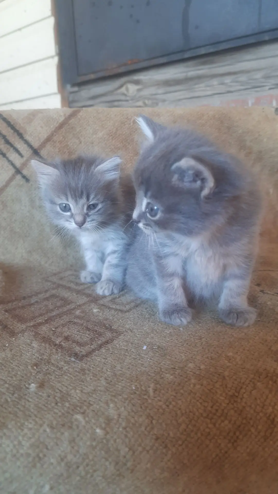 Отдам котят, привезу до дома