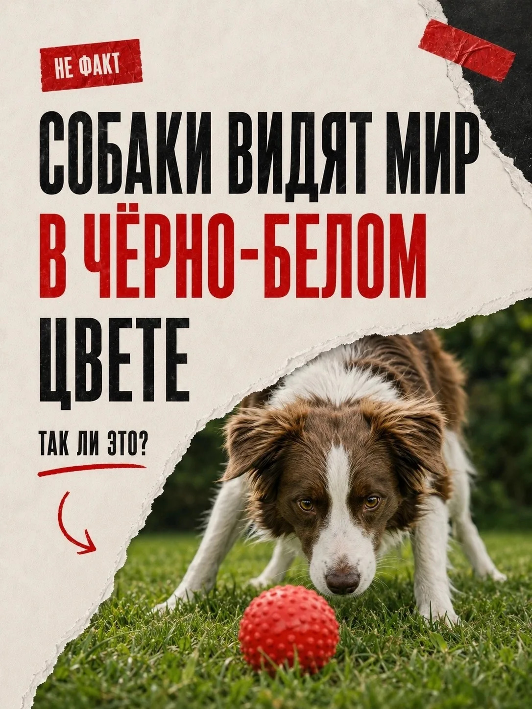 Красный мяч на зелёной траве кажется человеку отличной игрушкой: яркий, заметный, потер...